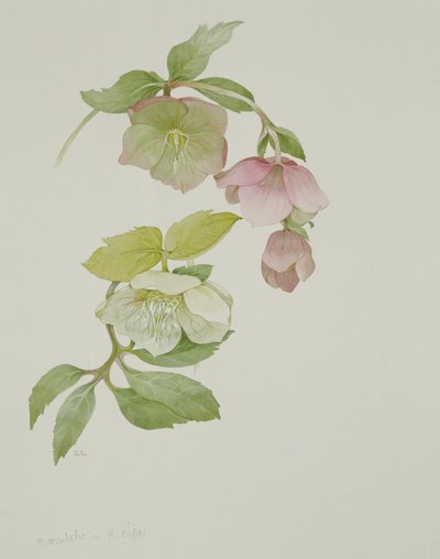 Helleborus orientalio a Helleborus niger od Sarah Creswell